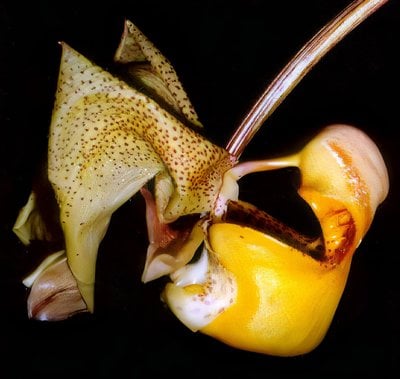 Coryanthes bruchmuelleri x sib