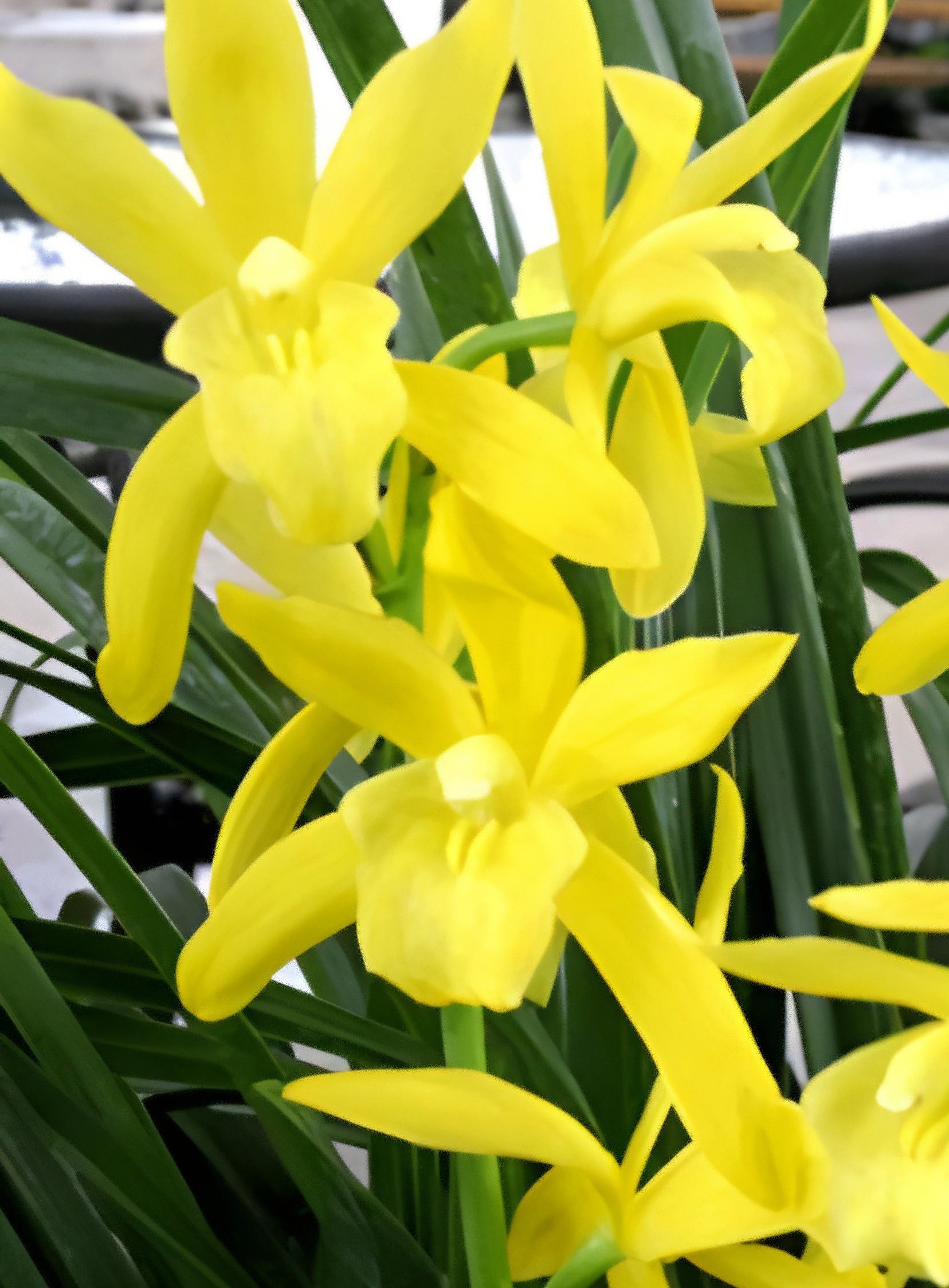 Cymbidium Golden Elf