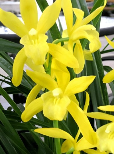 Cymbidium Golden Elf