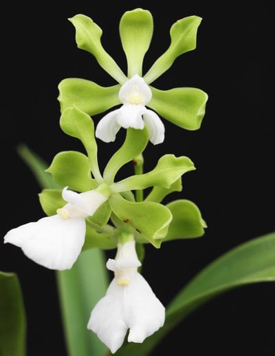 Encyclia cordigera var.alba