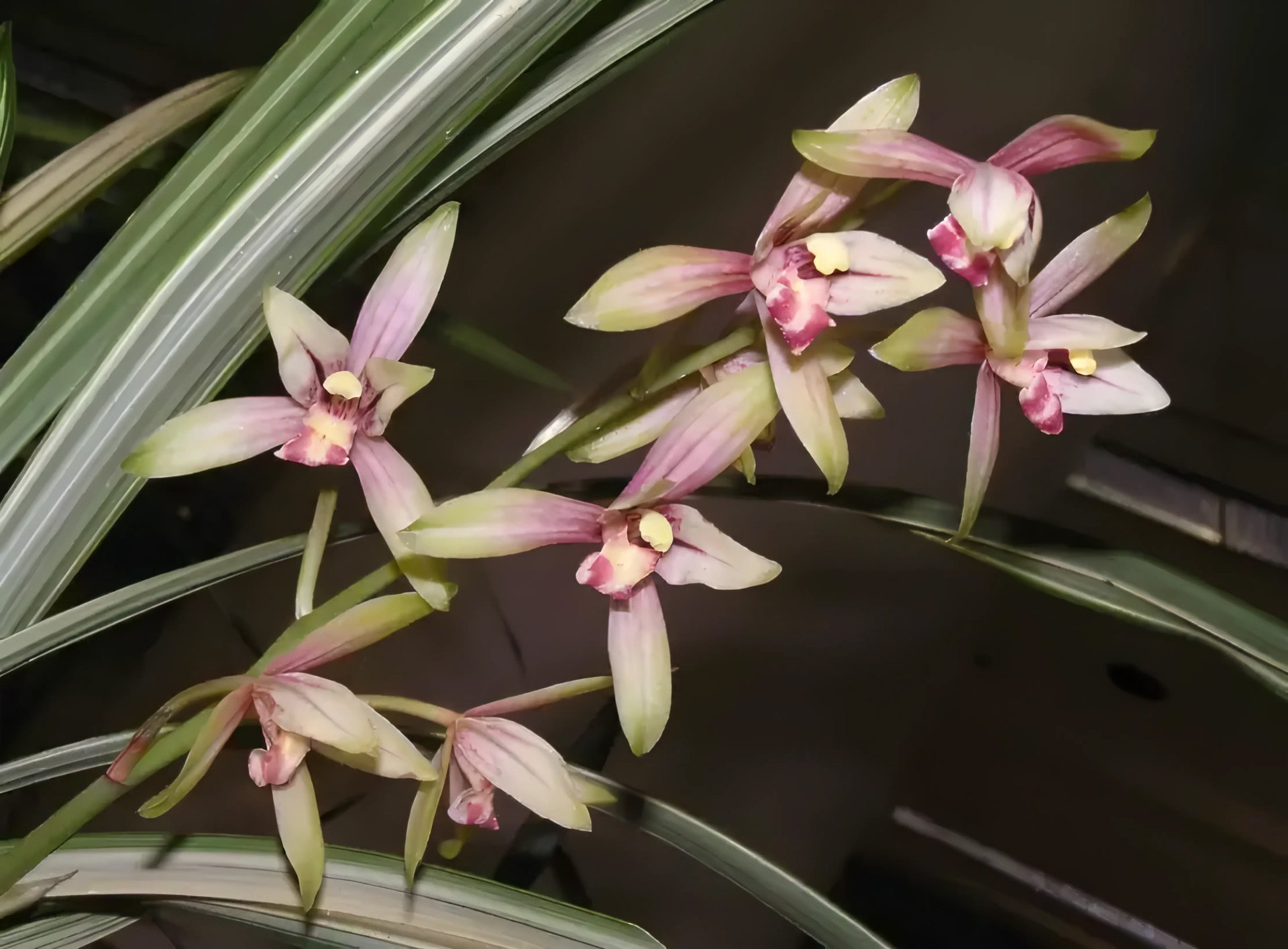 cymbidium ensifolium "Fu Long" (heavy variegated)