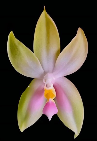 Phal. bellina var.pink x sib