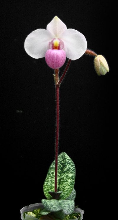 Paph.delenatii