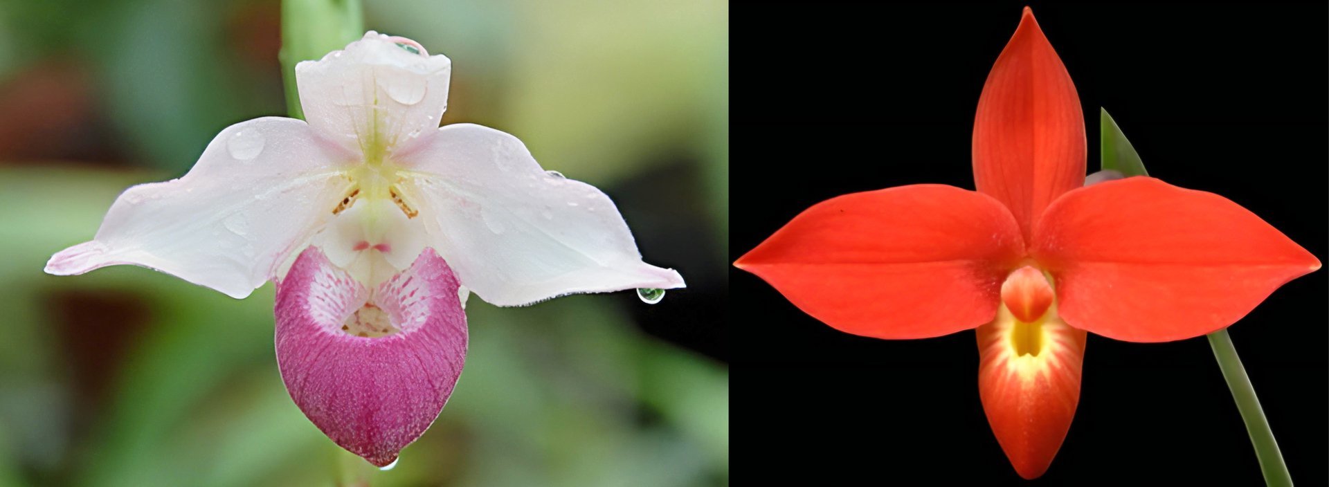 Paph.Cardinale x besseae (10 plants in) 3