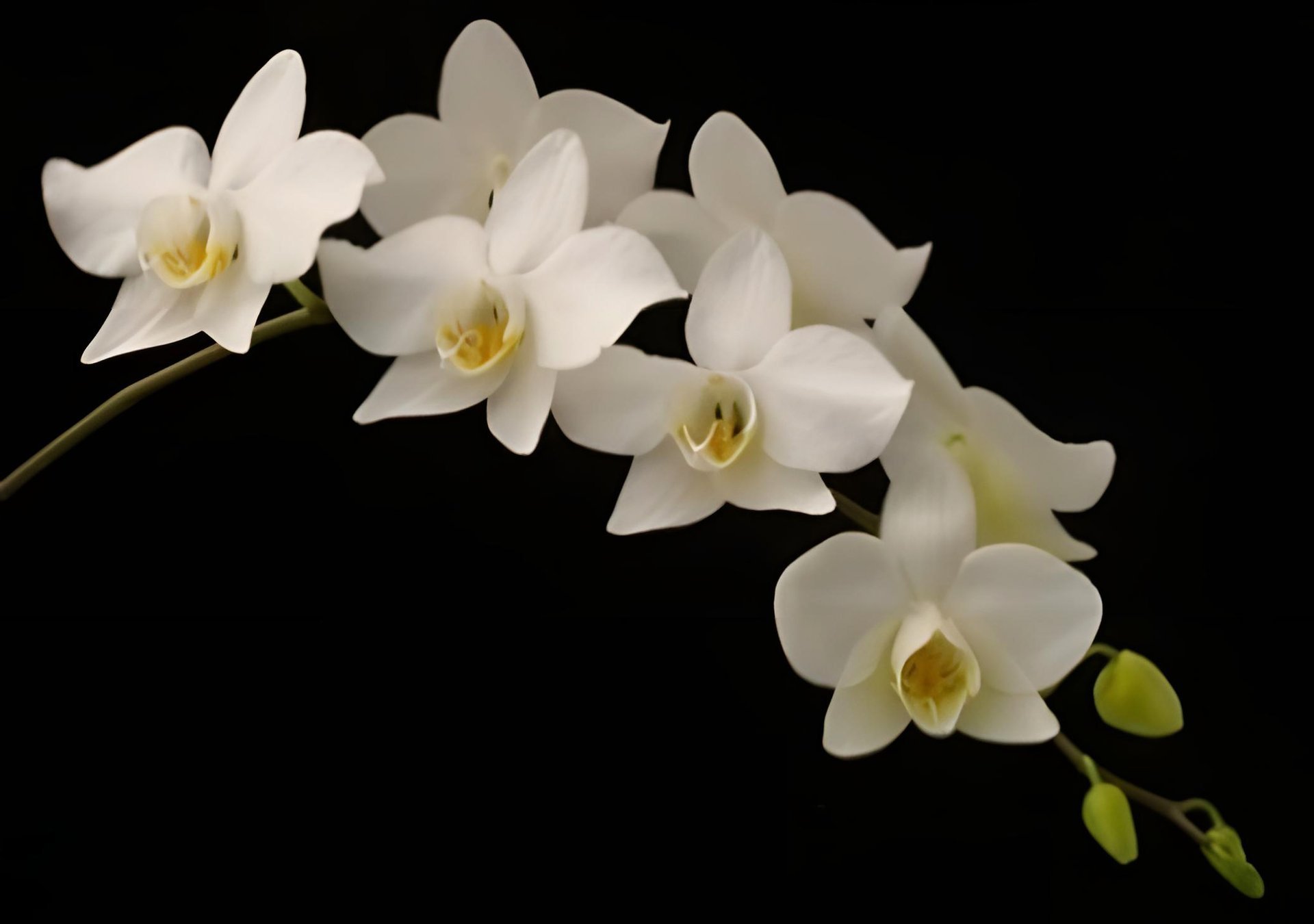 Phal. aphrodite x sib