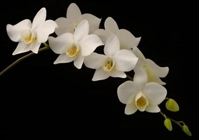 Phal. aphrodite  x sib