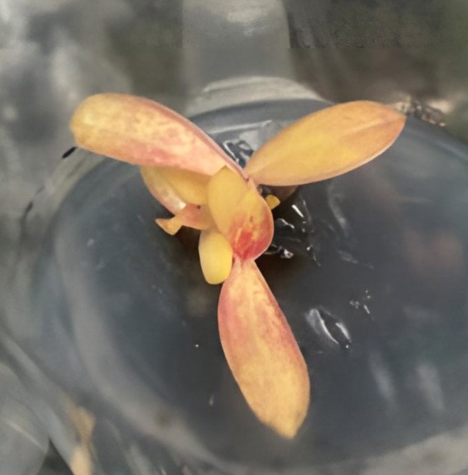 Phal.schilleriaua"Yi-Ying Lupas Diamond"(heavy variegated)(1 plants in)