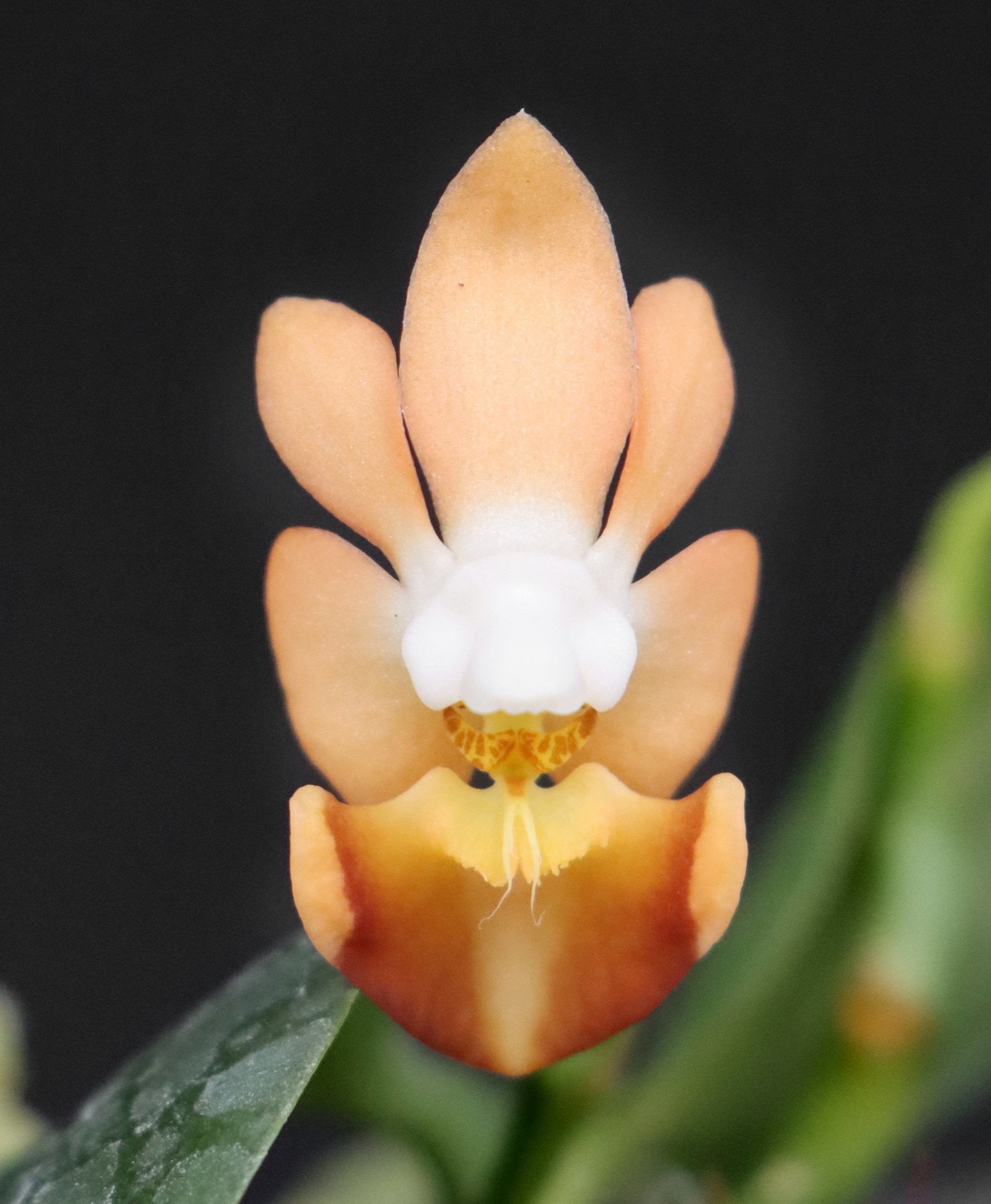 Phal. lobbii 'pink' x Phal. lobbii 'yellow-yellow lip'
