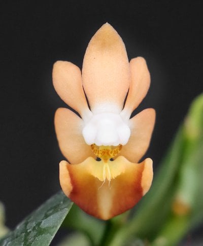 Phal. lobbii 'pink' x Phal. lobbii 'yellow-yellow lip'