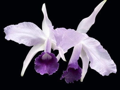 Cattleya lawrenceana f.coerulea x sib