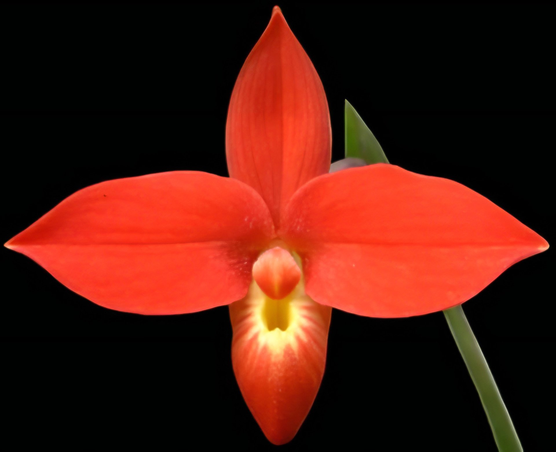 Paph.Cardinale x besseae (10 plants in) 2