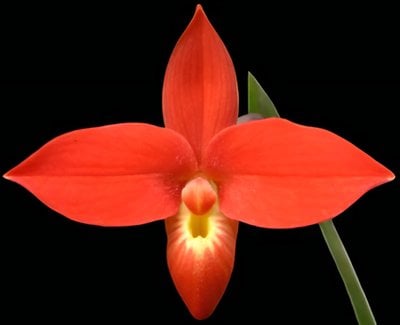 Paph.Cardinale x besseae (10 plants in)