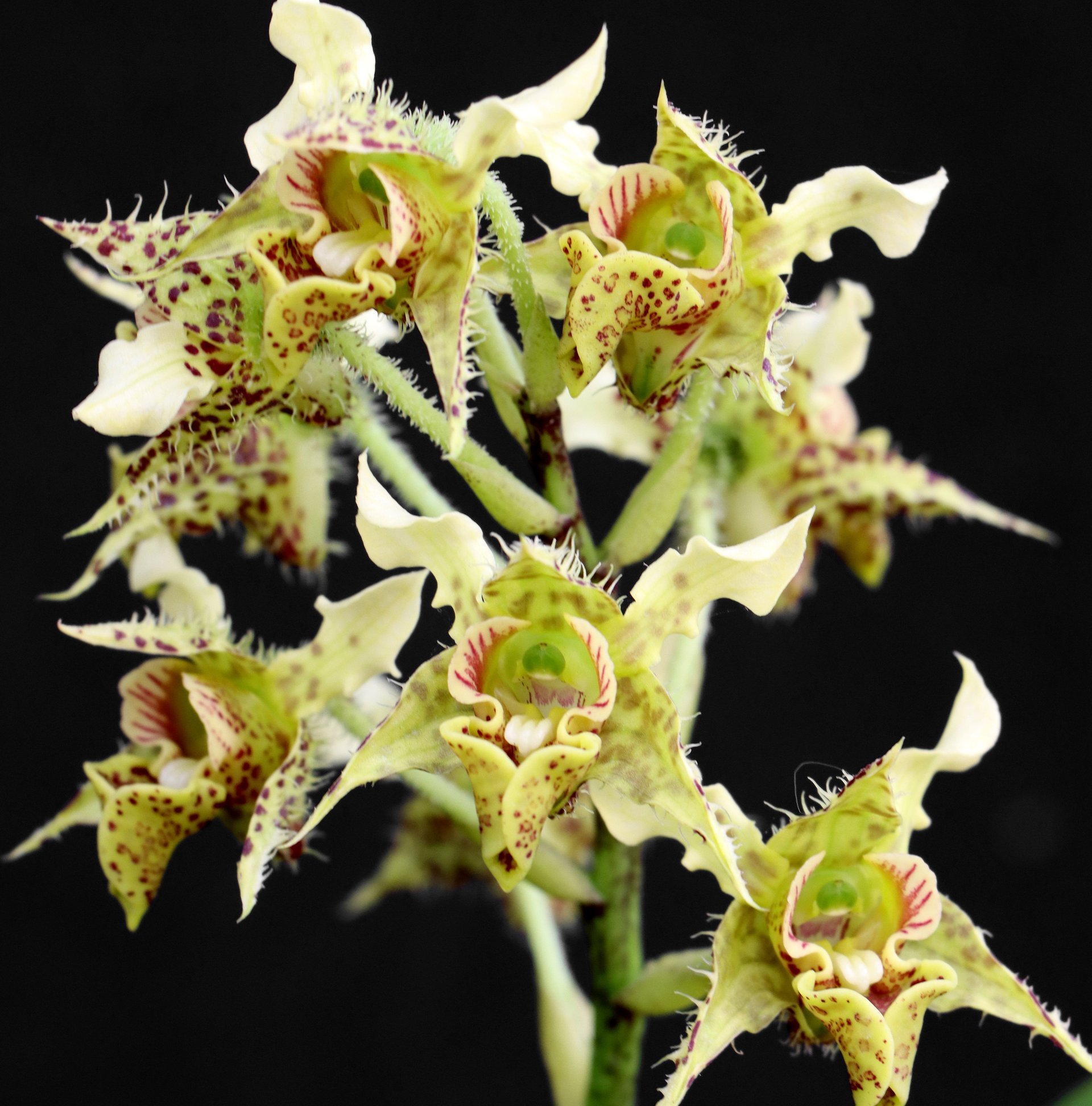 Dendrobium polysema x sib