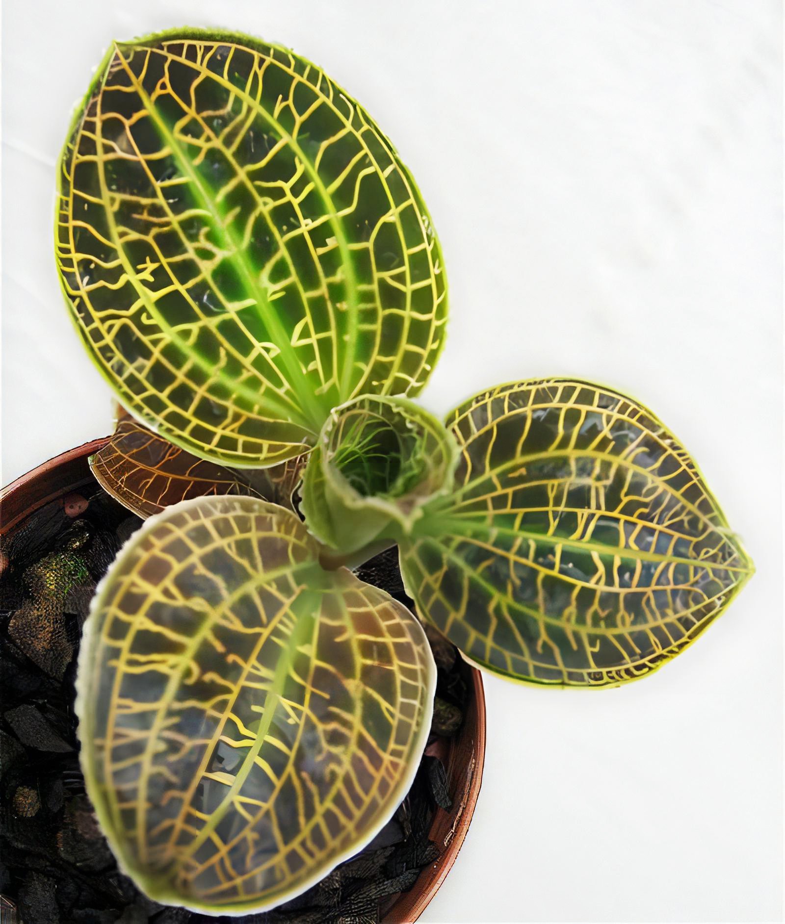 Macodes sanderiana