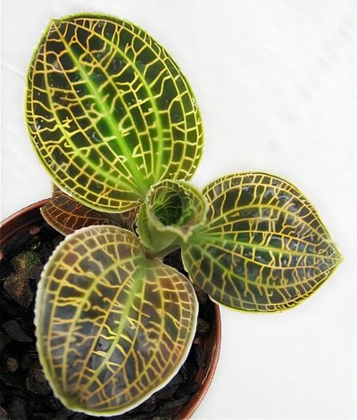 Macodes sanderiana
