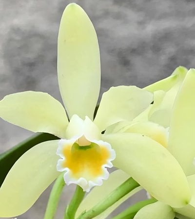 C. luteola v alba x self