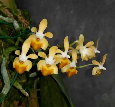 Phal.maliponensis'orange" x sib
