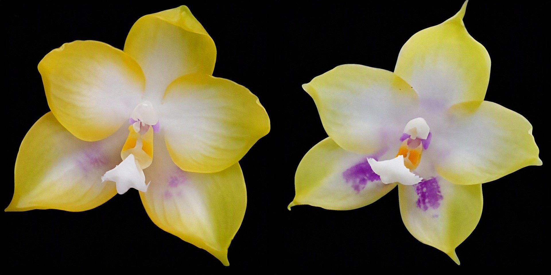 Phal. Zheng Min Muscadine 'Peter' x  Phal. Zheng Min Muscadine 'Mituo' 3
