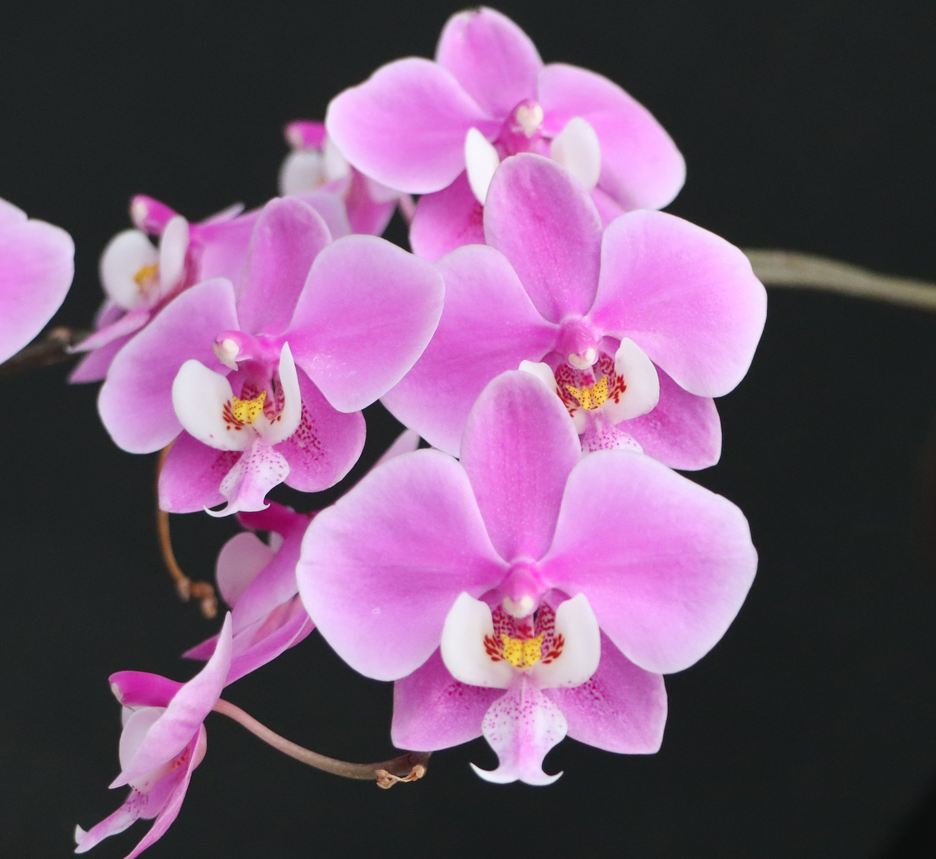 Phal.schilleriana"TKB"