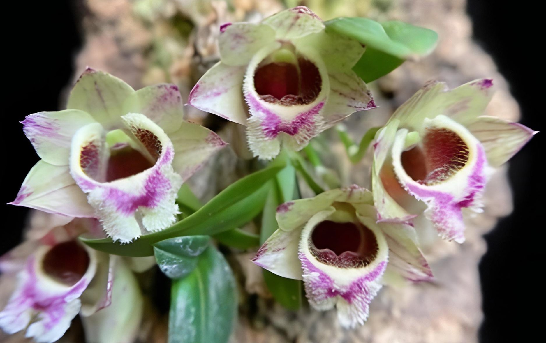 Den.hekouense