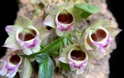 Den.hekouense