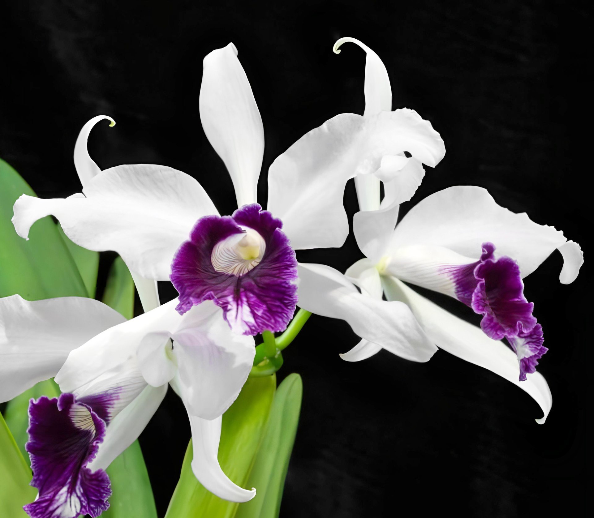 Cattleya purpurata f schusteriana x  werkhauseri