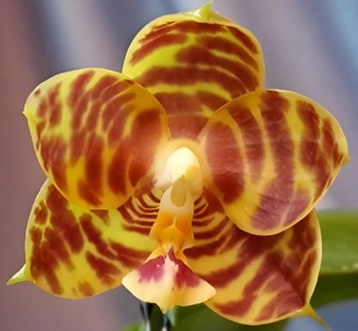 Phal. Ya-Yi Qin x KS Red Cherry 'Jon'