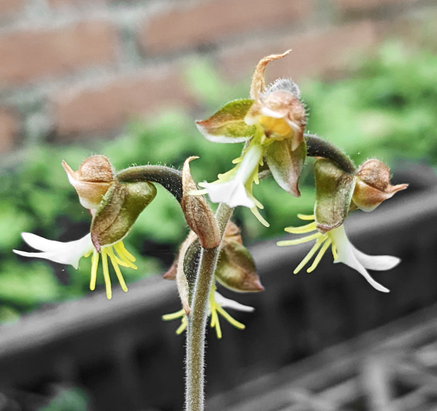 Anoectochilus formosanus Hayata 2