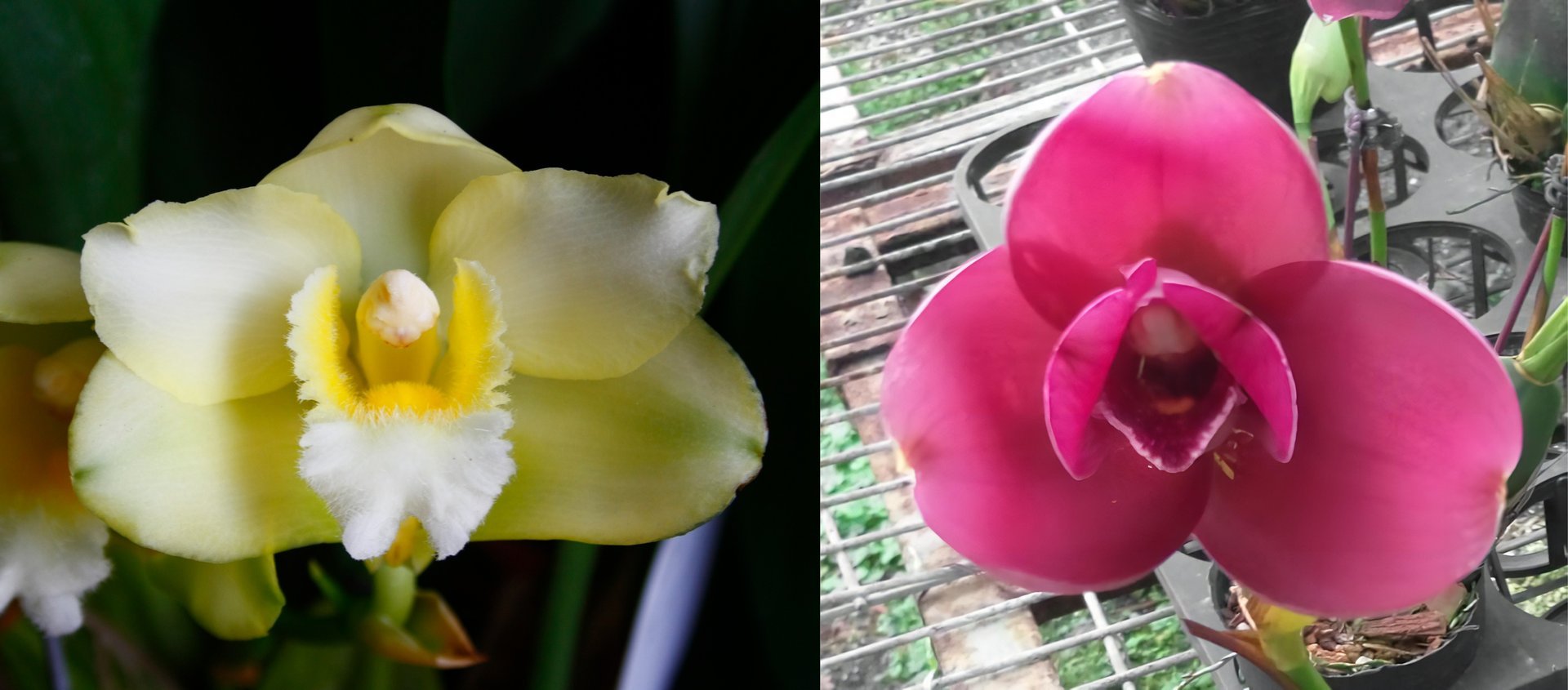 Bifrenaria harrisoniae var. alba X Lyc.Yi-Ying Sakura'No 41' 3