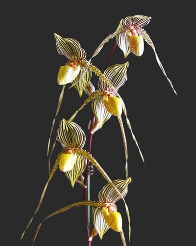 Paph. Chou-Yi Yuki (Paph. niveum X Paph. hangianum) x Paph.Saint Swithin