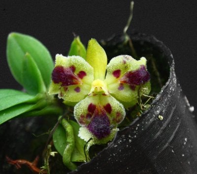 Haraella retrocalla'Tree Lip'
