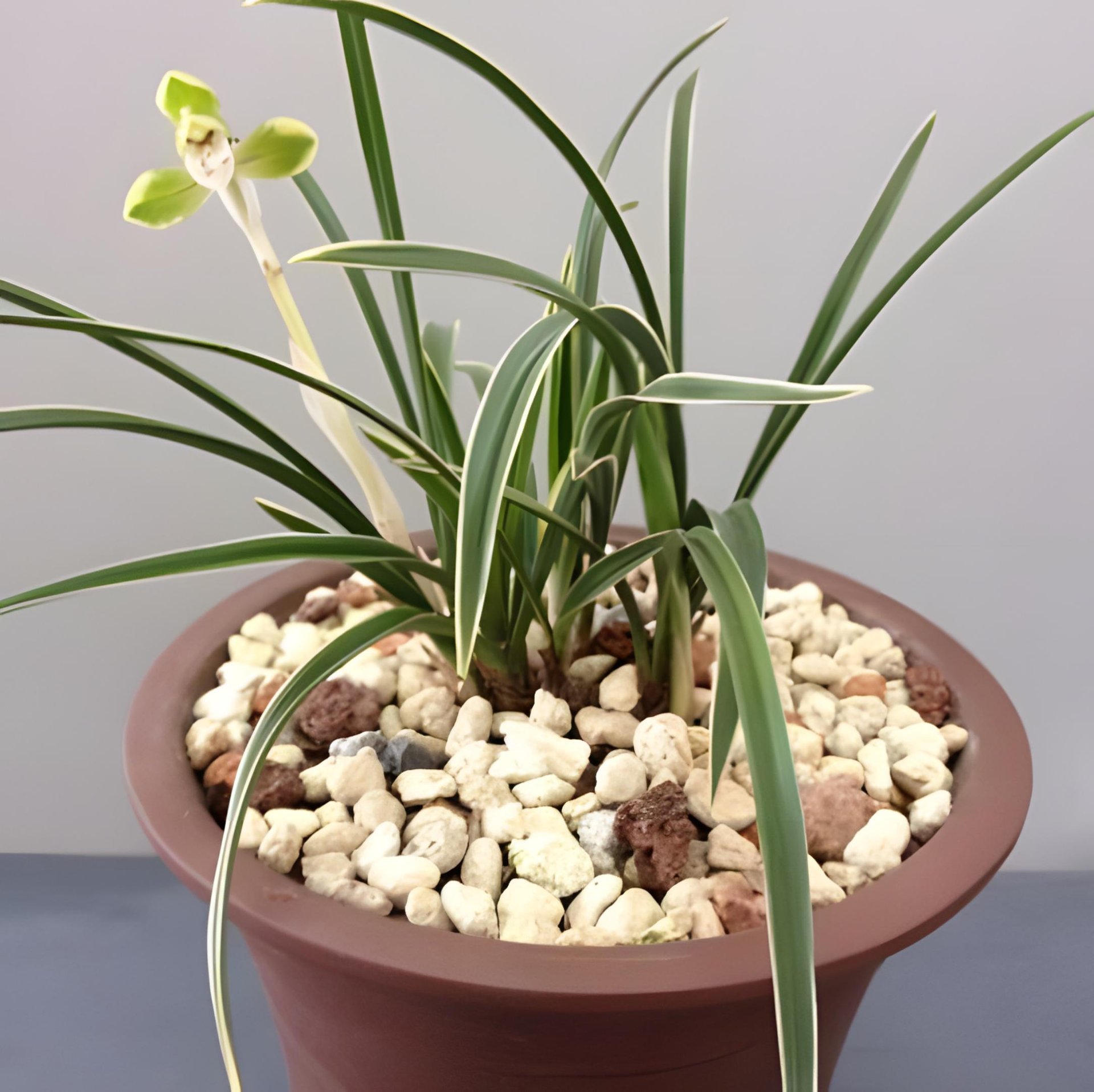 Cym.goeringii 'di-guan' (variegated) 2