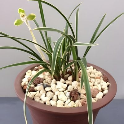 Cym.goeringii 'di-guan' (variegated)