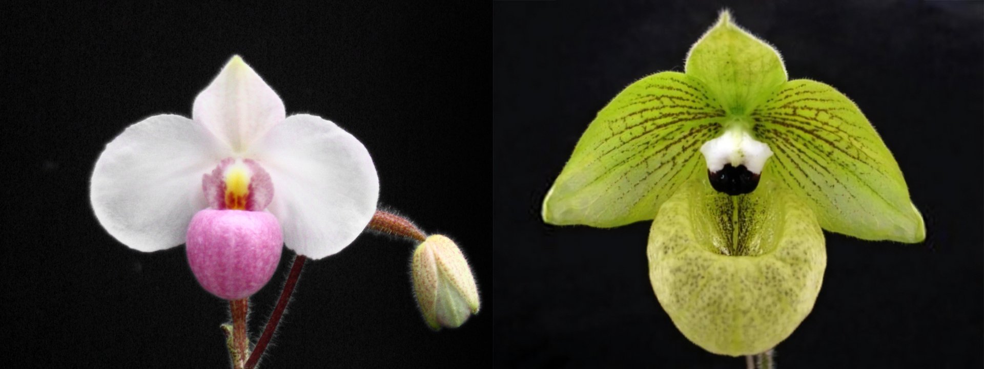 Paph. delenatii  x Paph.malipoense 3