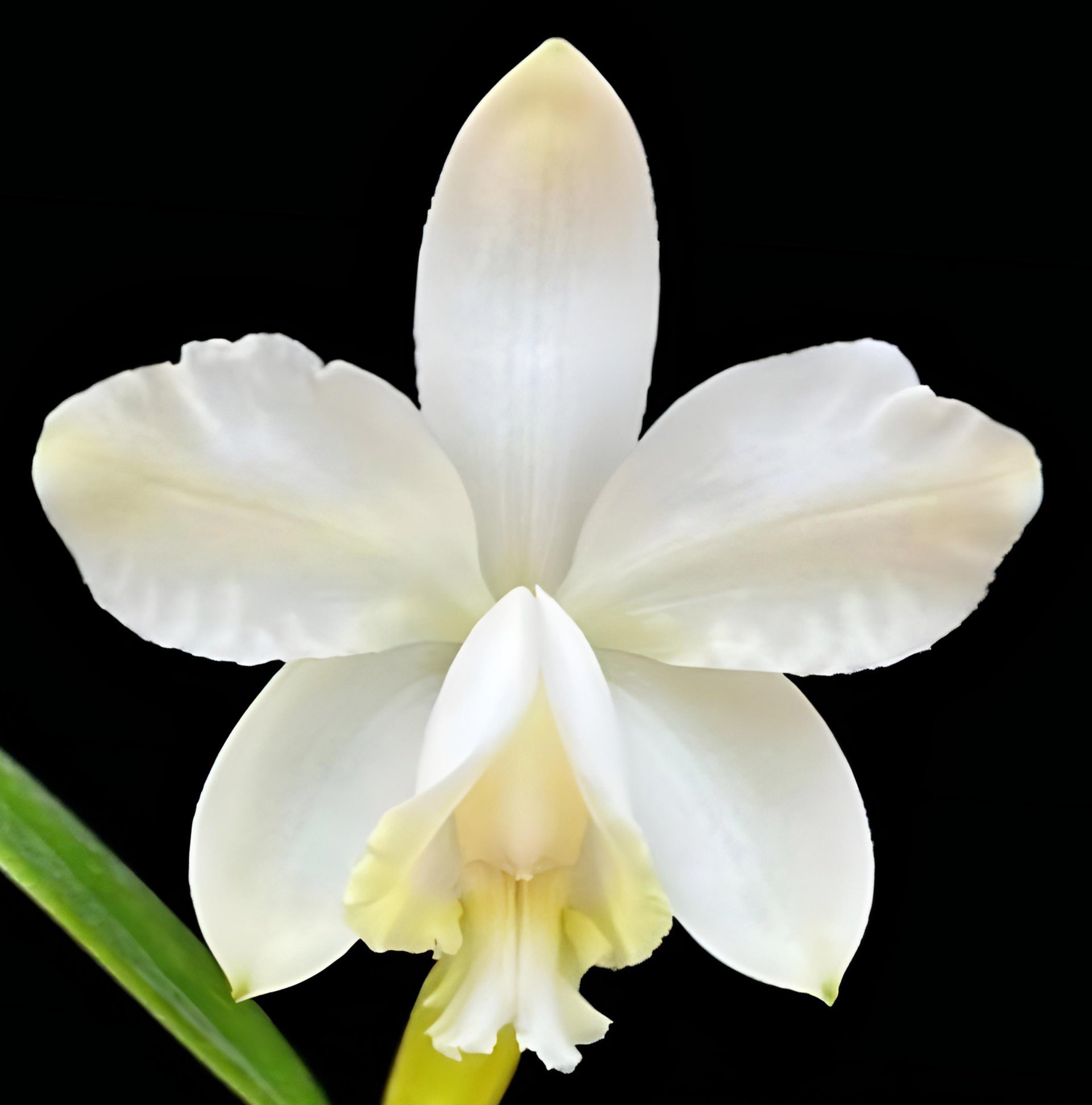 Cattleya loddigesii fma.alba'Extra' x self