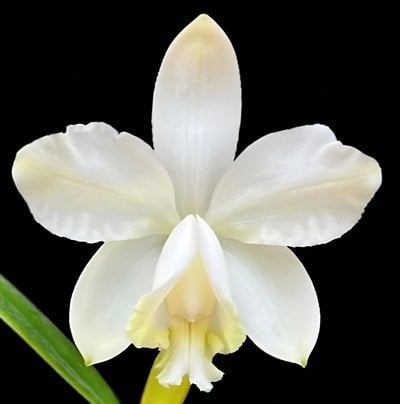 Cattleya loddigesii fma.alba'Extra' x self
