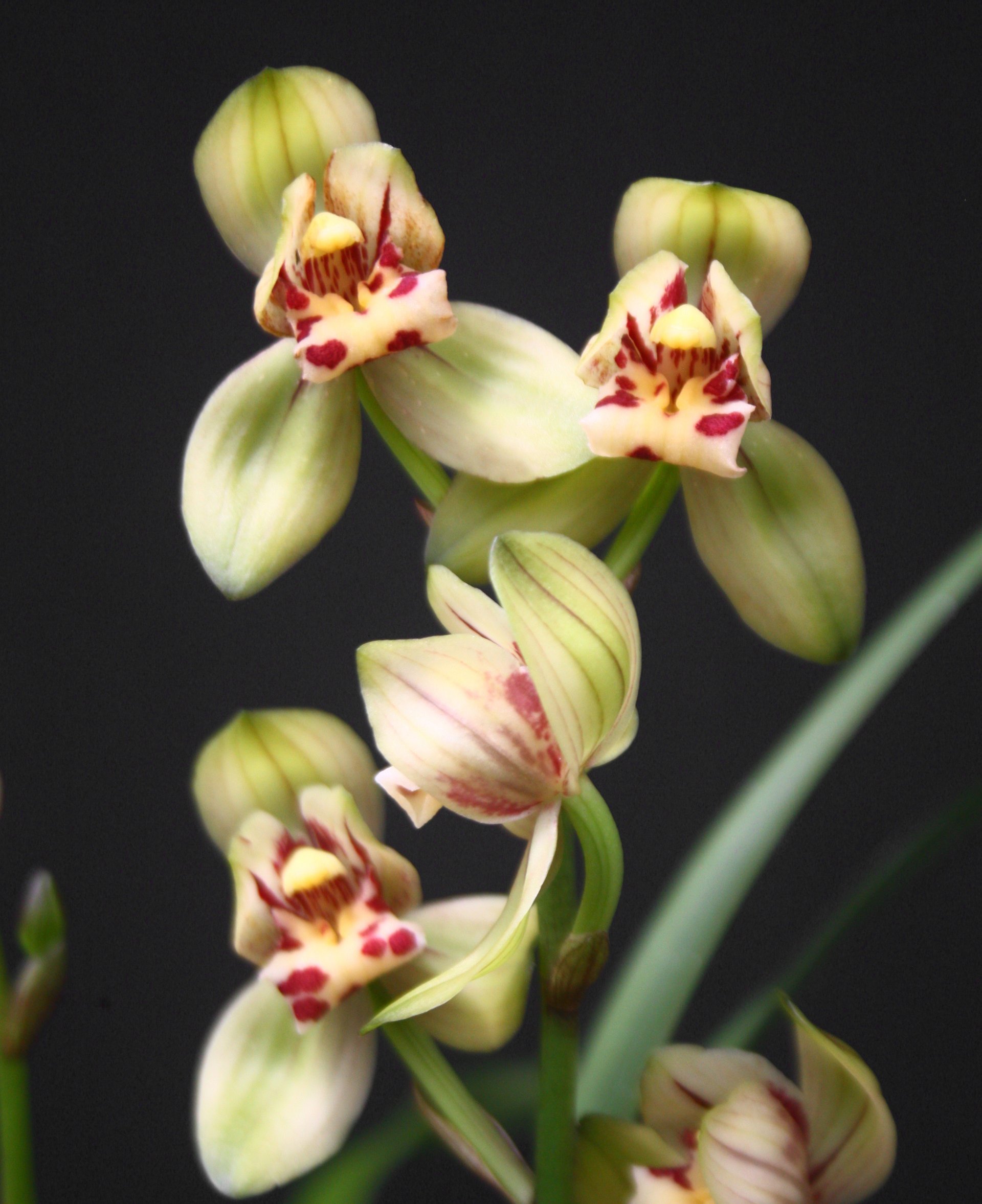 Cymbidium ensifolium'Jyun He' X Cymbidium ensifolium"Red Cat Butterfly"