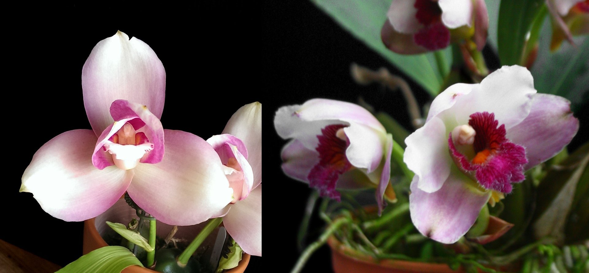 Lyc. Jean Tolliday Kendolie X Bifrenaria tyrianthina 3
