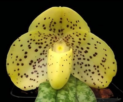 Paph. wenshansnse