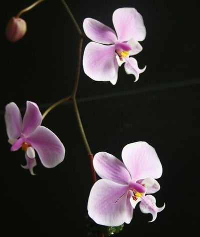 Phal.schilleriana TKP x self