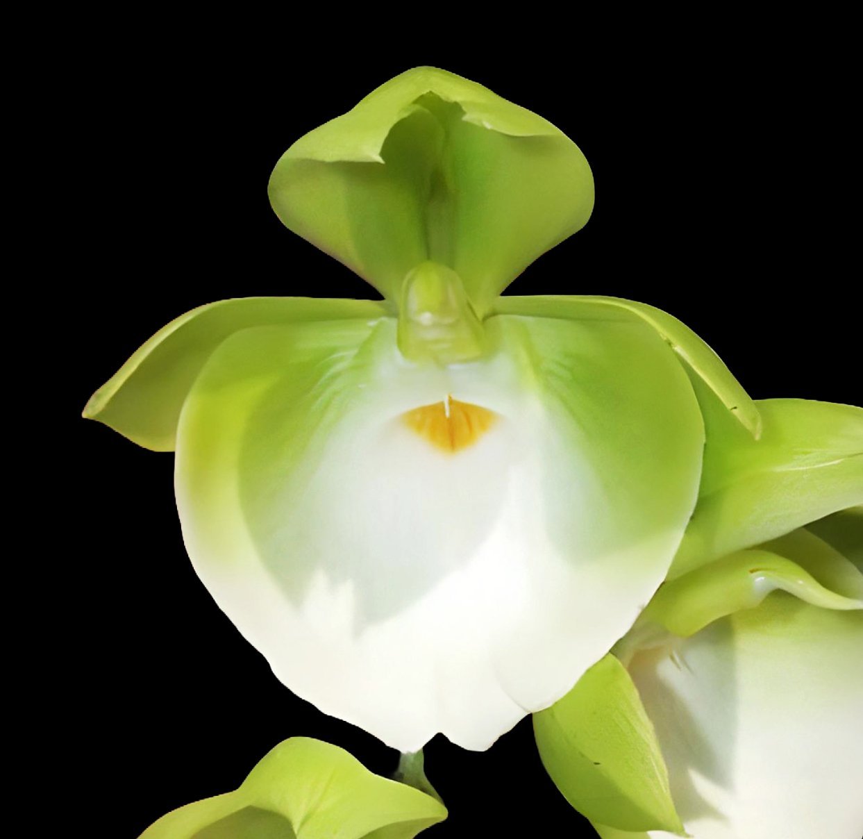 Catasetum pileatum 'Jumbo Green Gold'