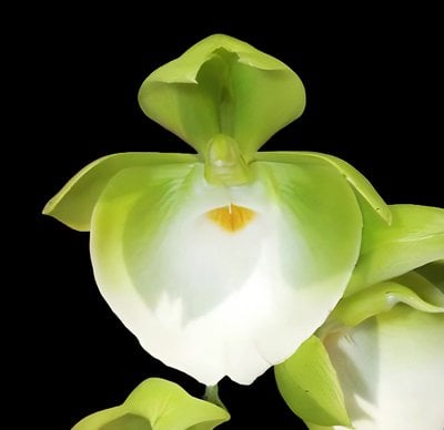 Catasetum pileatum 'Jumbo Green Gold'