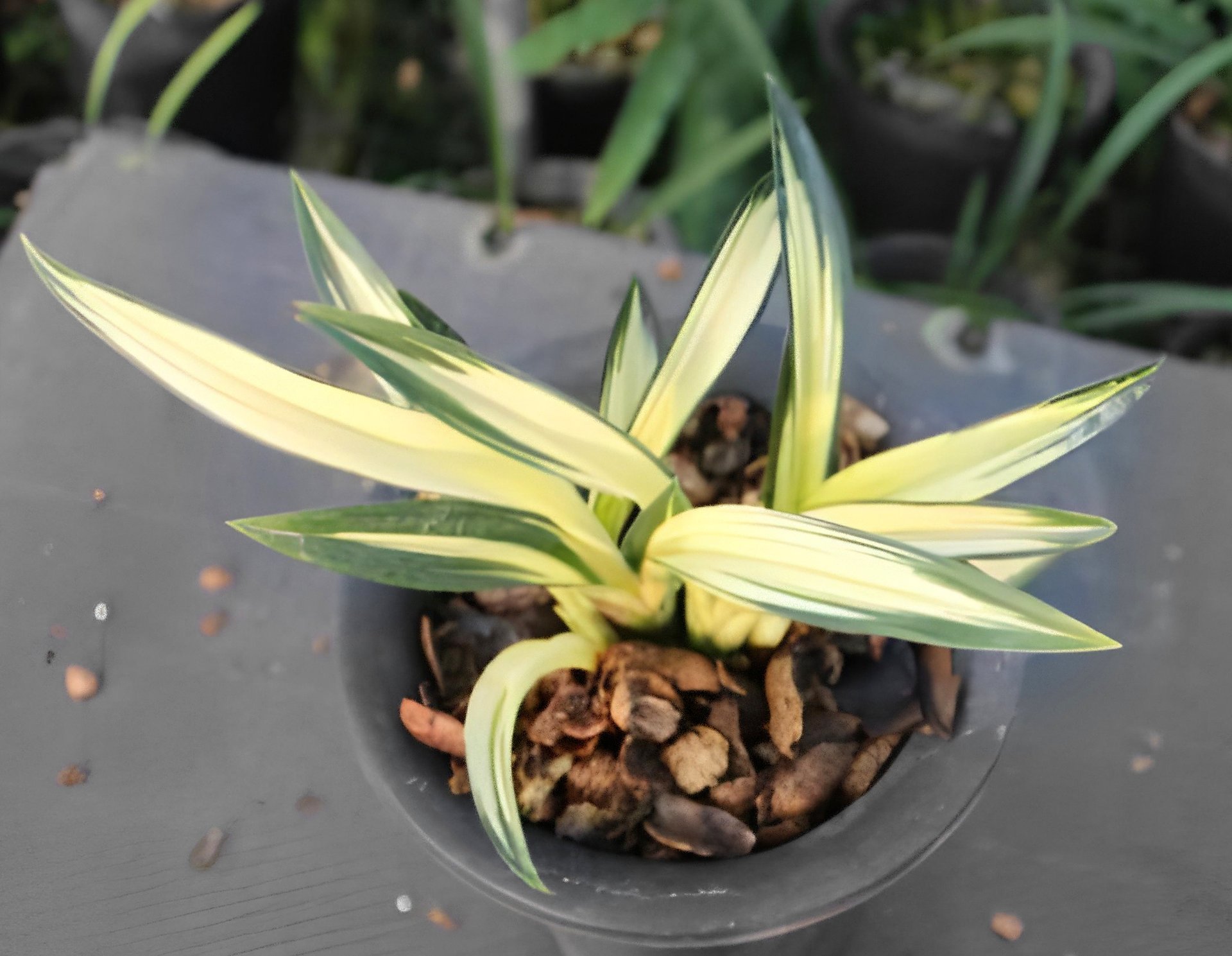 Cymbidium sinense'Golden Da Mo' 2
