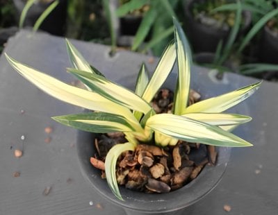 Cymbidium sinense'Golden Da Mo'