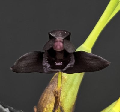 Maxillaria schunkeana