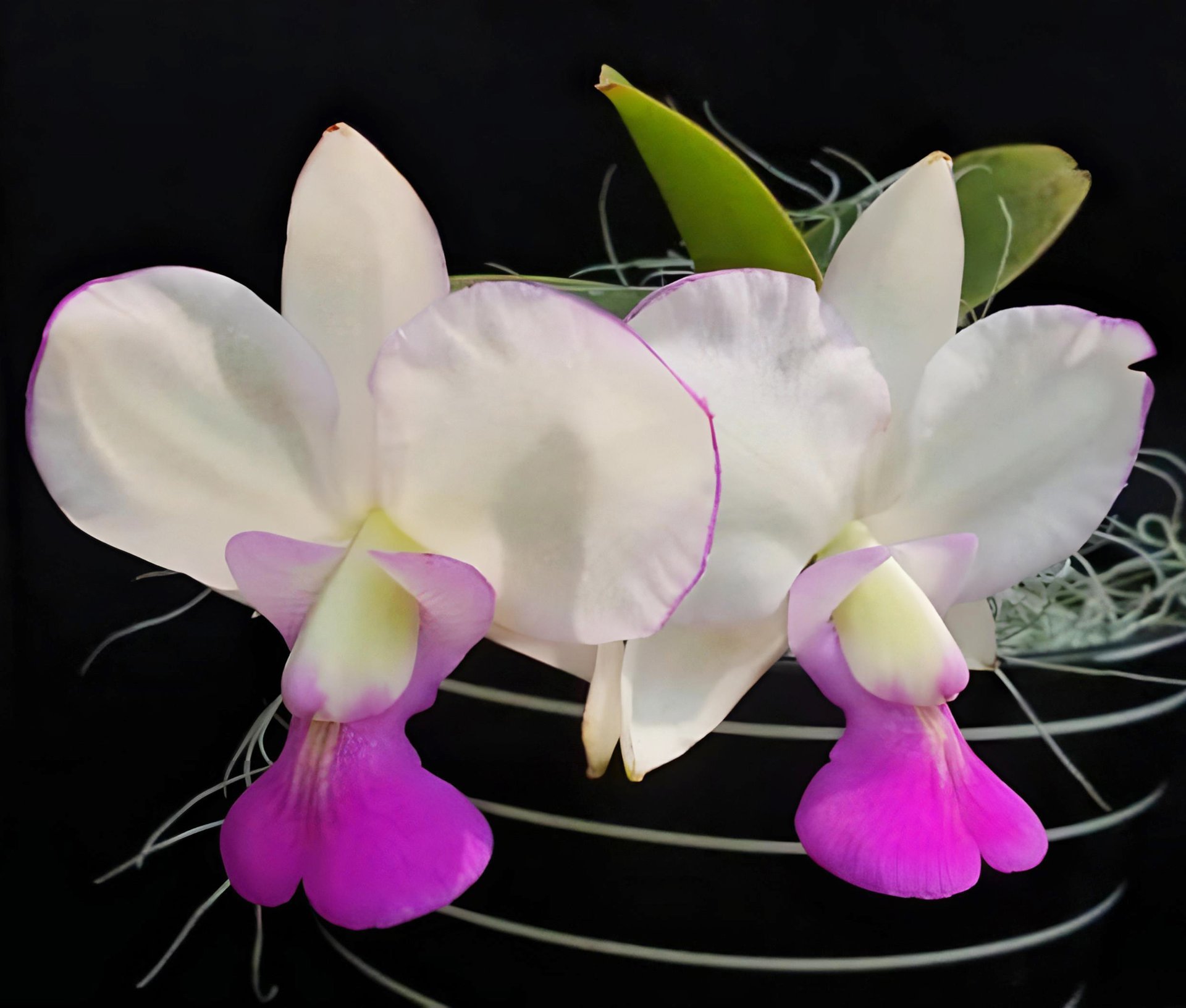 C.walkeriana fma. S/A X fma. flamea "Tokutsu"