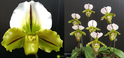 Paph.Yi-Ying Jumping Frog X Paph.spicerianum