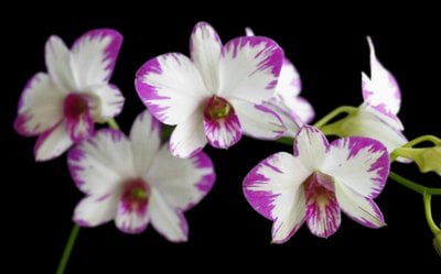 Den.Enobi Purple 'Splash' AM/AOS x sib