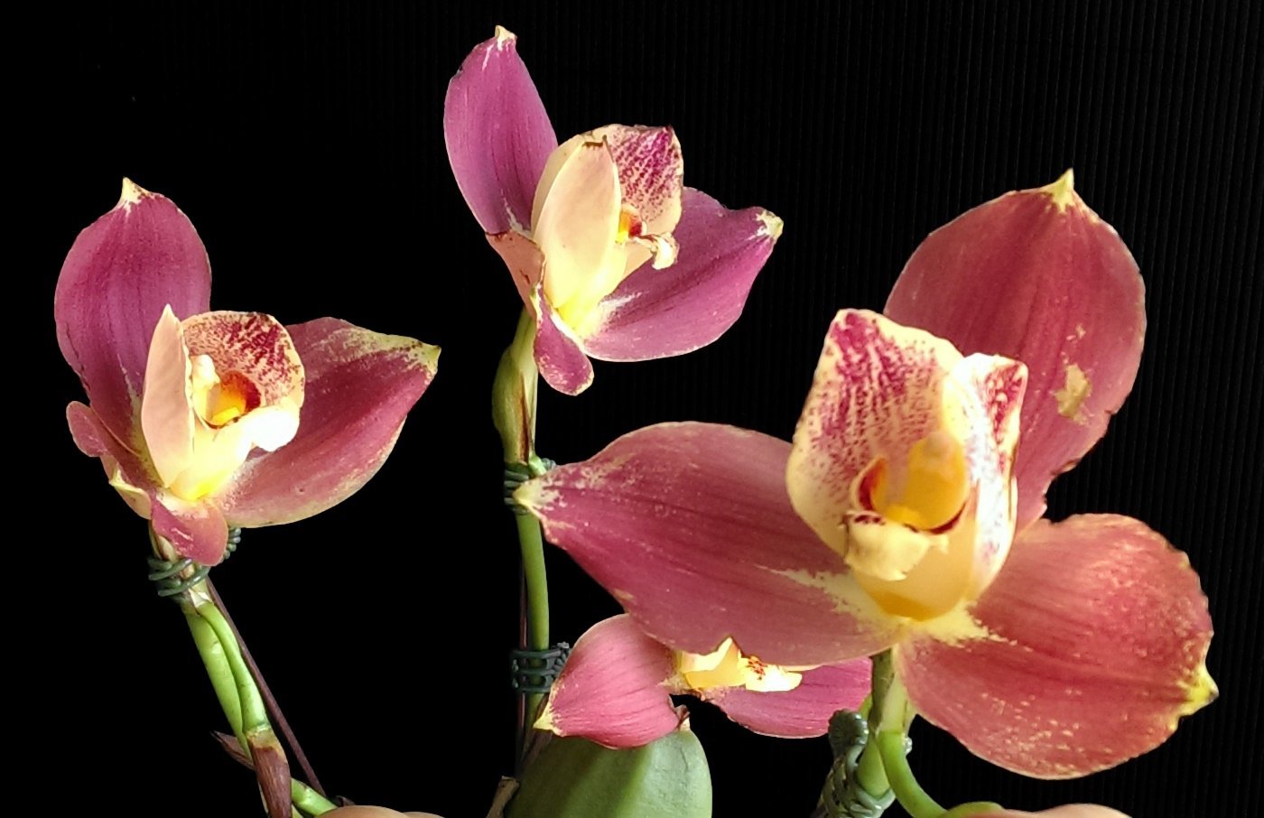 Lyc.Kiama'No 13'x Angulocaste Red Jewel 2