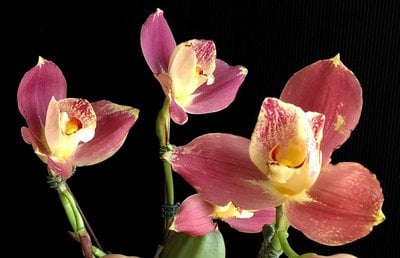Lyc.Kiama'No 13'x Angulocaste Red Jewel